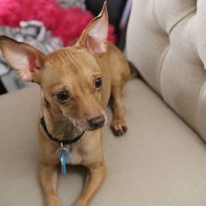 Meet your Posher, Xenia